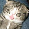 watermelon_cat44