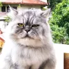 Fluffy - the persian cat