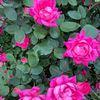 xcep_pink