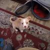 shorty.salais
