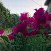 _rooza44