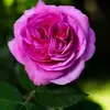 esraaahmed31908