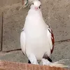 wdyhhju