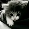 nastya_lom
