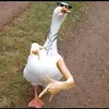 brewoxe