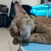 tommy.sleper