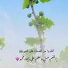 ali0202062