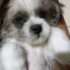 aj_initsimp