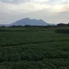 hongmnh443