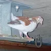 nkoxikan