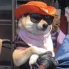 funny_puppy2028