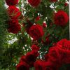 iloveflowers210