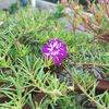 mithu.anam4
