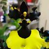 tenebris_81