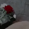 ha__313__ss