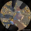 sarakaify