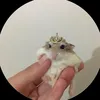 the..hamster..zone