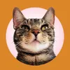 adonis.sugar.kitty