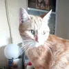 pipponelo