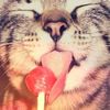 ilobkittyz