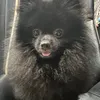 kuro_chan_urlove