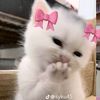 dareen.mohammed49