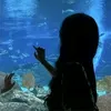 the.tiktok.accoun