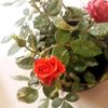 رُُُوًًًحُُُ وٌٌٌرّّّيٍٍٍحُُان
