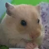 huynhqnhi