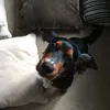 alice_backupxx