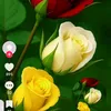 user8606784365679