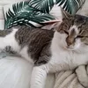 miacatsing