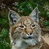 .lynx64