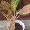 bambang.c2
