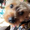 chewbacca_the_yorkie