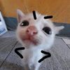 siputttt234