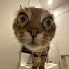 miao_24