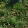 Grass