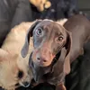 milliebenney