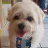 pirocodogsempescoco