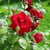 dianekawati8824