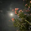 hajar_haa_24