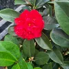 hanguyen00539