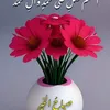 alisaef39