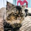 arponiko789_