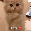 harrisonpinkylove