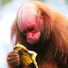 uakari