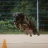 _marble_dog_