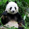 ursupanda100