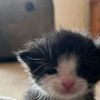 hihiwwqe